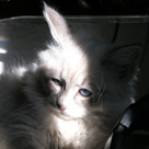 Невская маскарадная сибирская котята